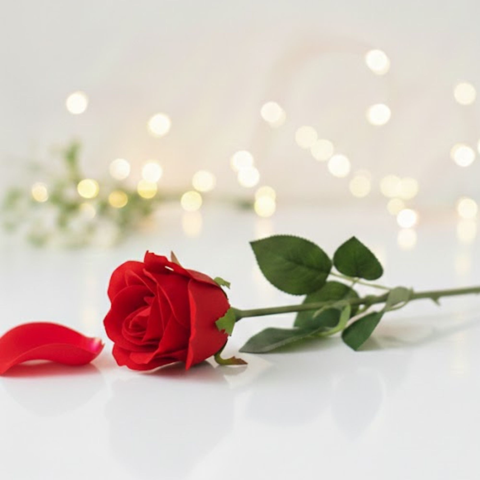 Valentines gift for her Luxury Single Red Rose Gift made to express love beautifully.